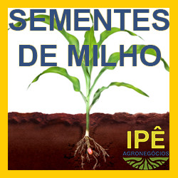 Ipe_Agronegocios_Sementes